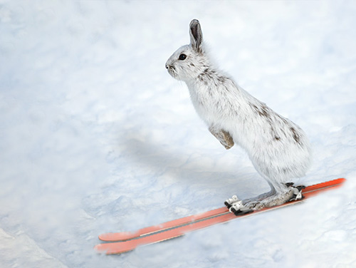 Ski Bunny Races Tripping Falls